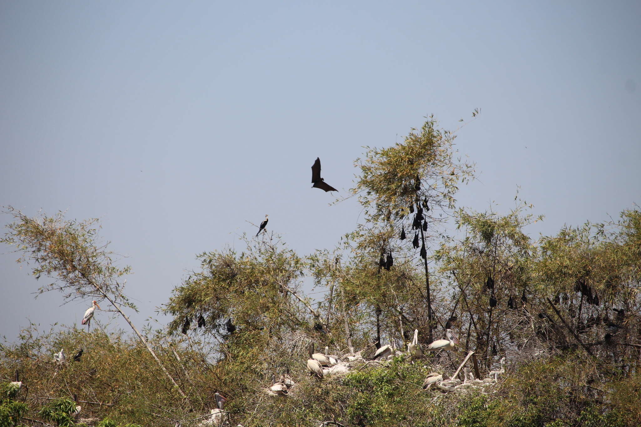 Image of Indian Flying Fox