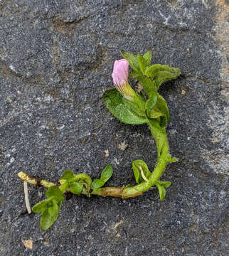 Image de Gratiola pubescens R. Br.