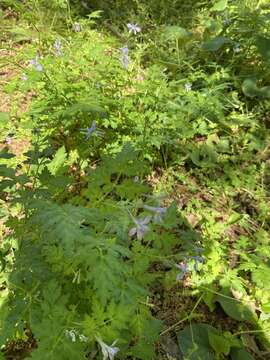 Image of Delphinium anthriscifolium Hance