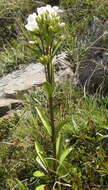 صورة Gentianella corymbifera (T. Kirk) Holub