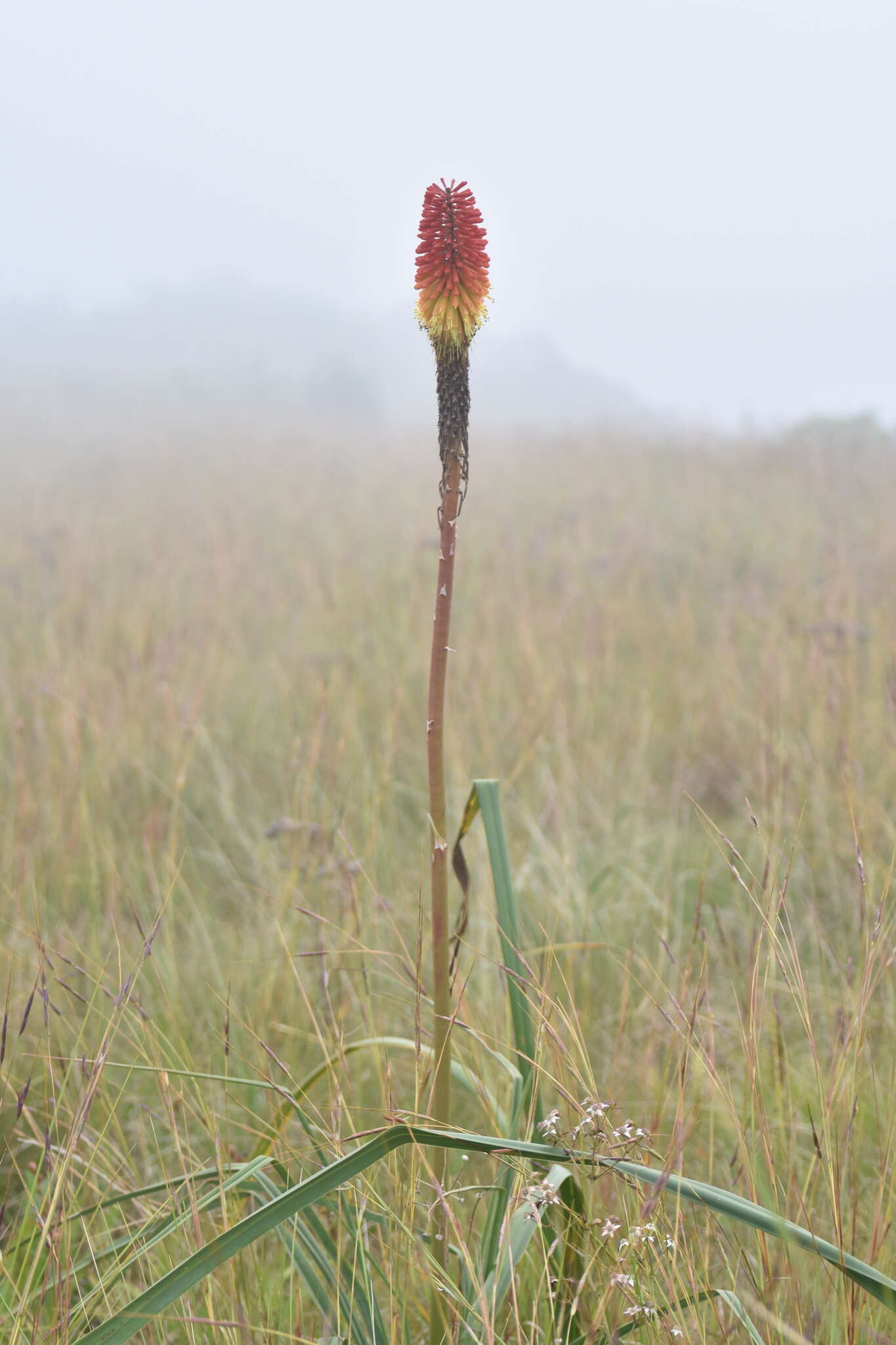 Image of Red hot poker