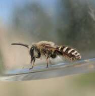 Image of Colletes solidaginis Swenk 1906