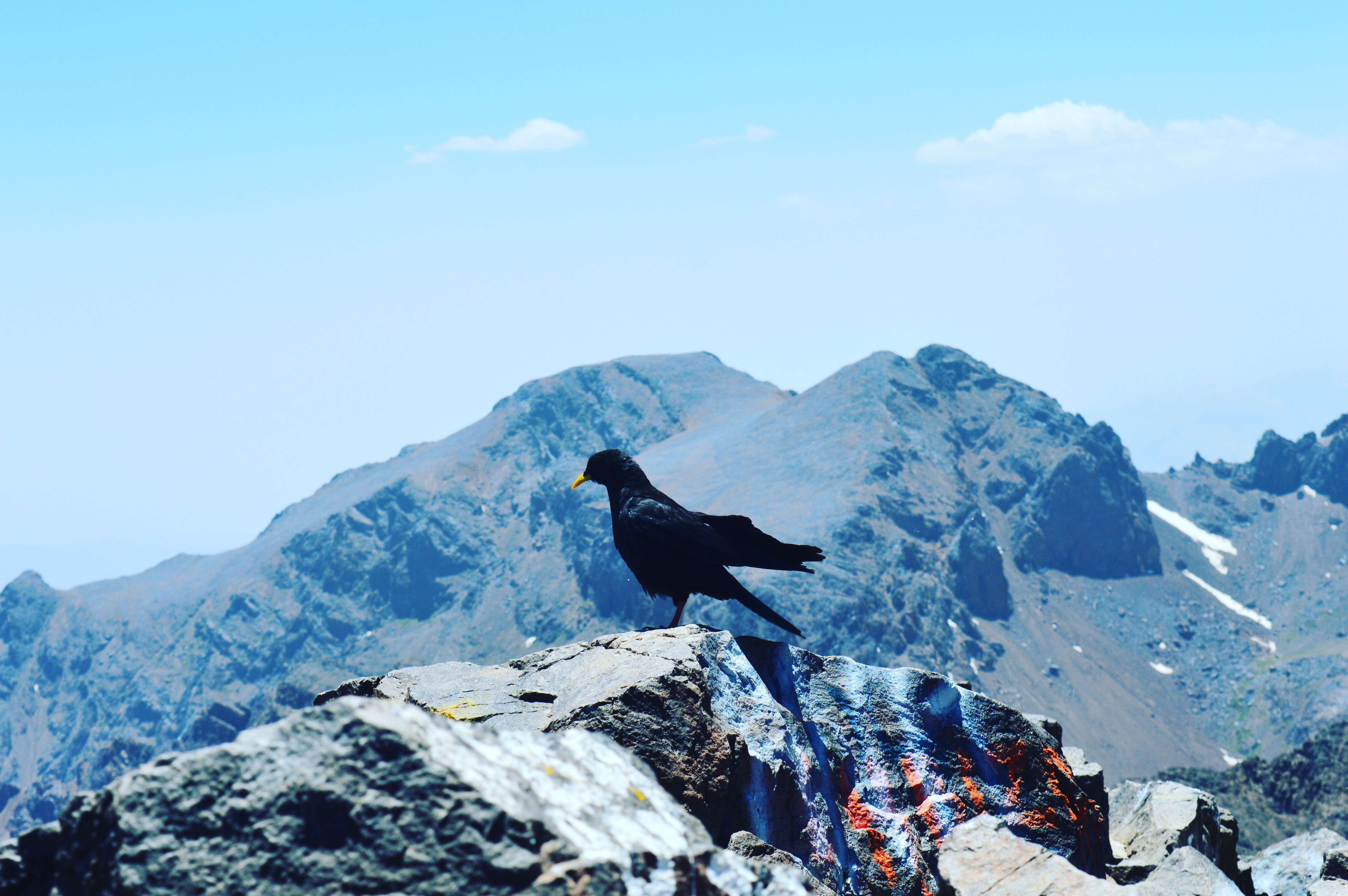 Image of Alpine Chough