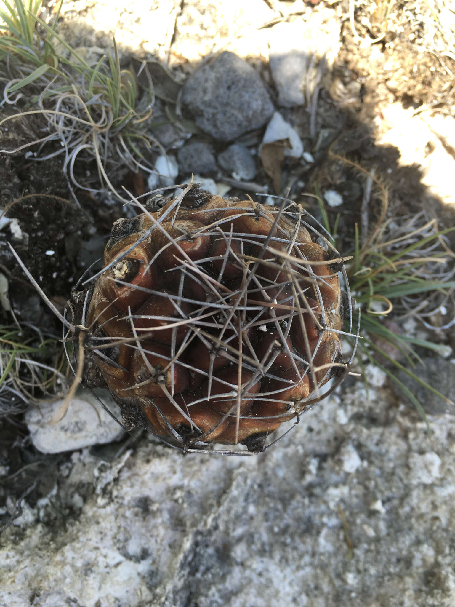 Image of Thelocactus buekii (Klein bis) Britton & Rose