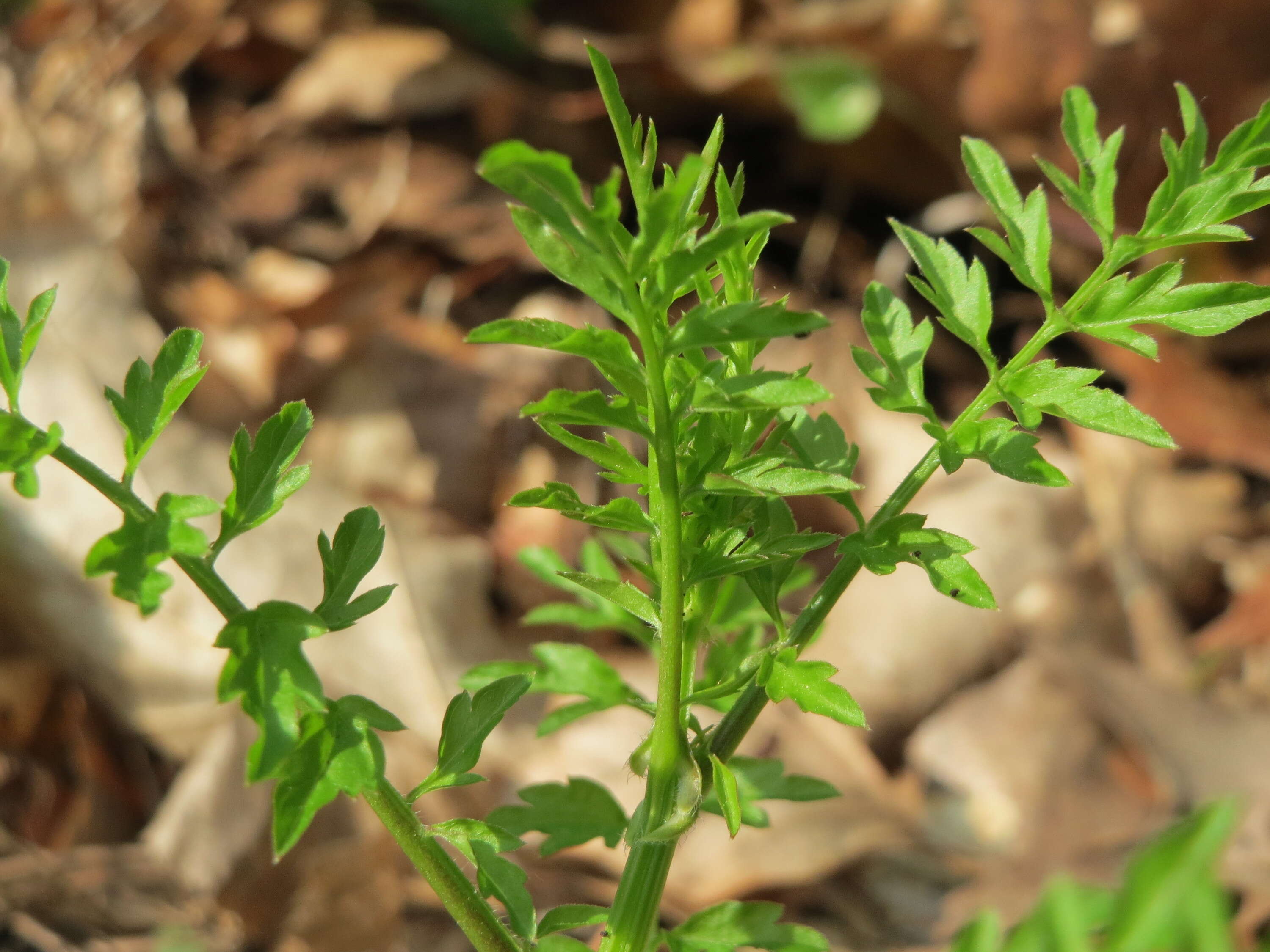 Image of Narrow-leaved Bittercress