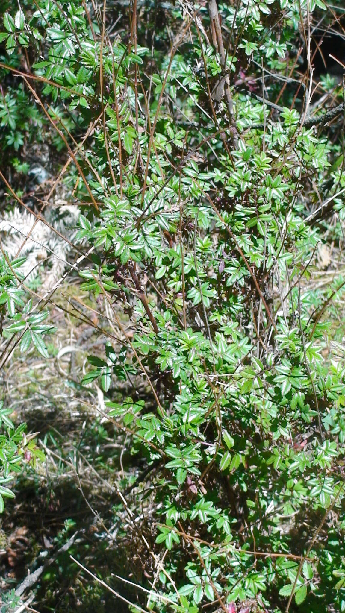 Image of Acaena elongata L.