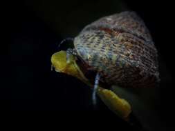 Image of Steromphala cineraria (Linnaeus 1758)