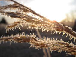 Image of Indiangrass