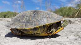 Image of slider turtle, red-eared terrapin, red-eared slider