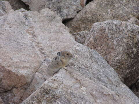 Image of Ochotona subgen. Pika Lacépède 1799