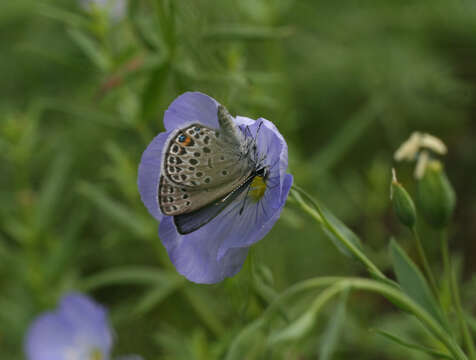 Imagem de Linum komarovii Juz.