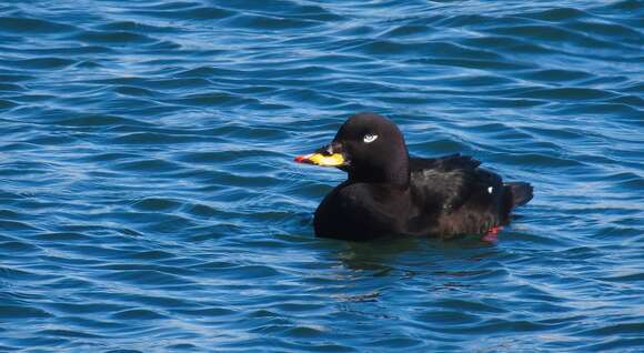 Image of Velvet Scoter