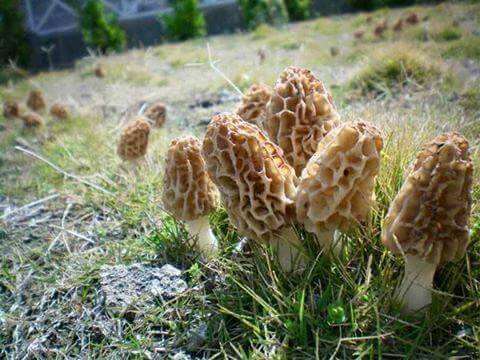 Image of Morchellaceae