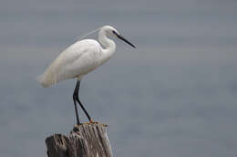 Image of Little Egret