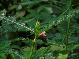 Image of Acanthus montanus (Nees) T. Anders.