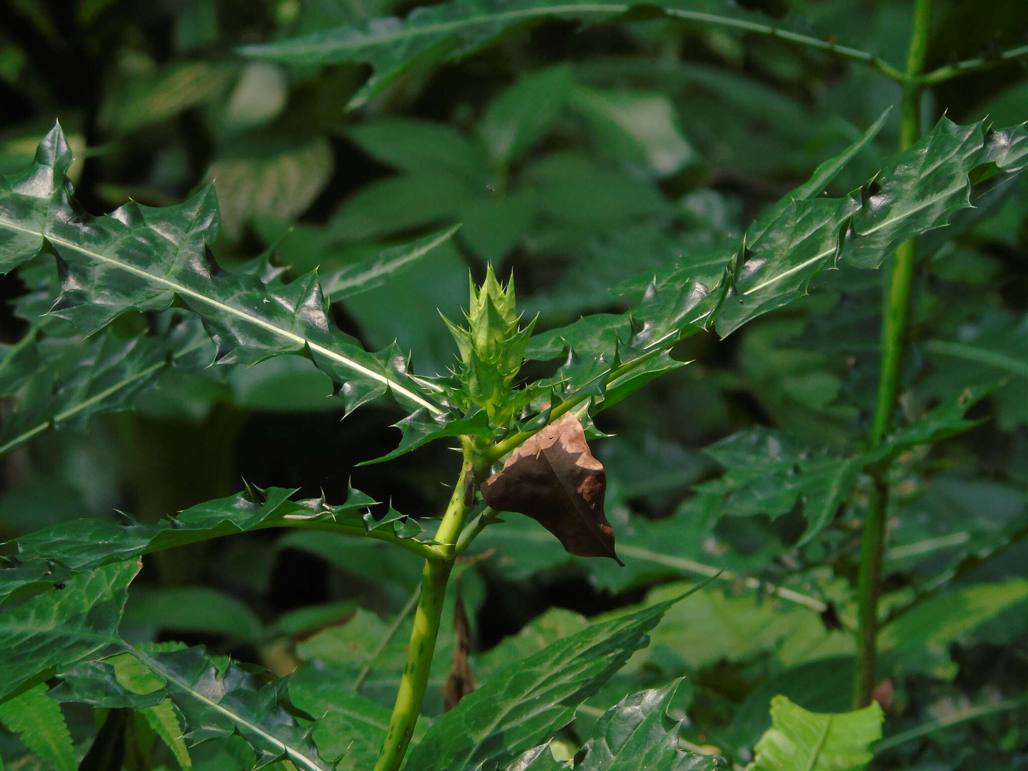 Image de Acanthus montanus (Nees) T. Anders.