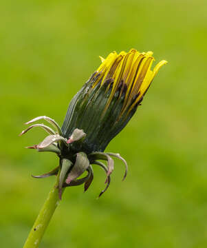 Image of Common Dandelion