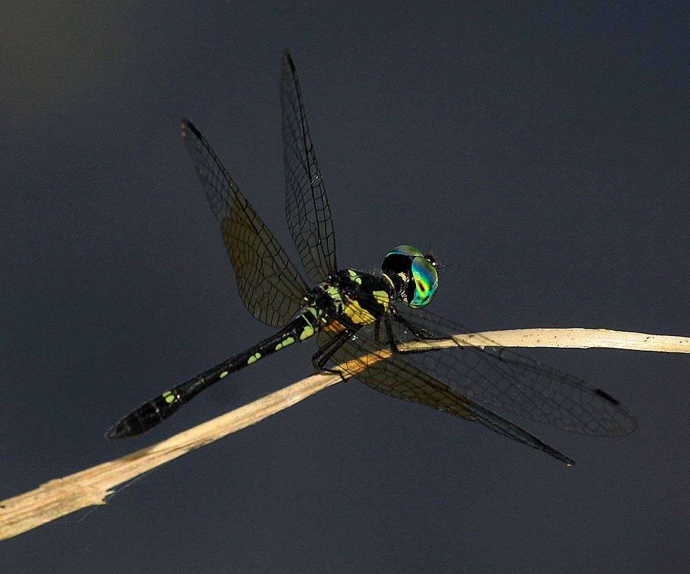 Image of Tetrathemis platyptera Selys 1878