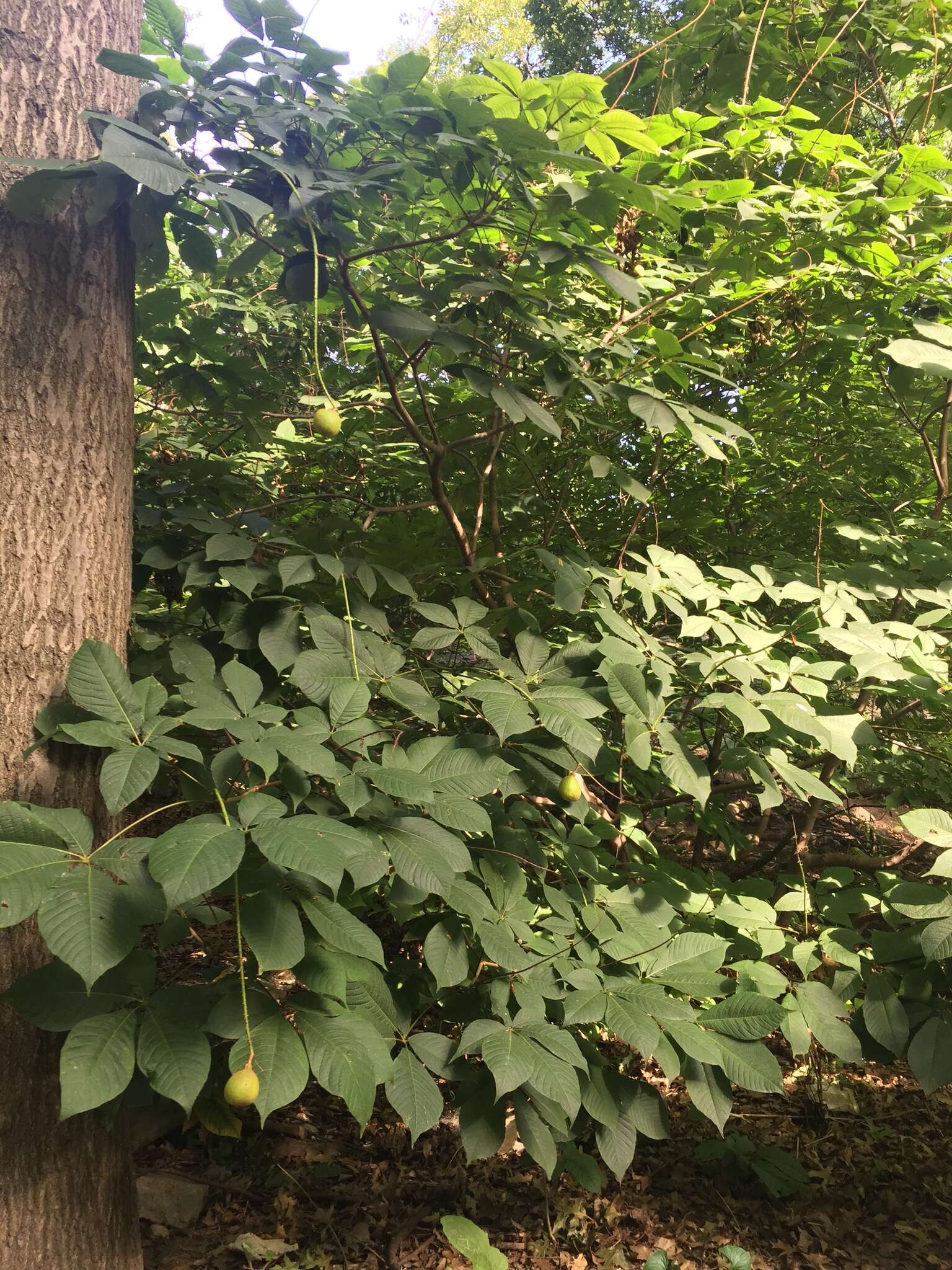 Image of bottlebrush buckeye