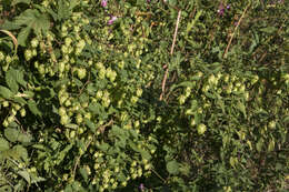 Image of common hop