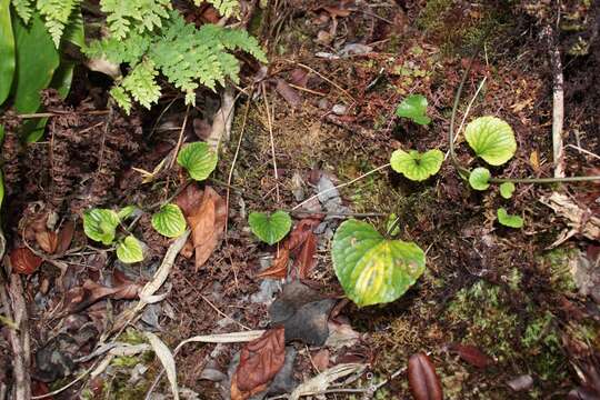 Слика од Viola kauaensis A. Gray