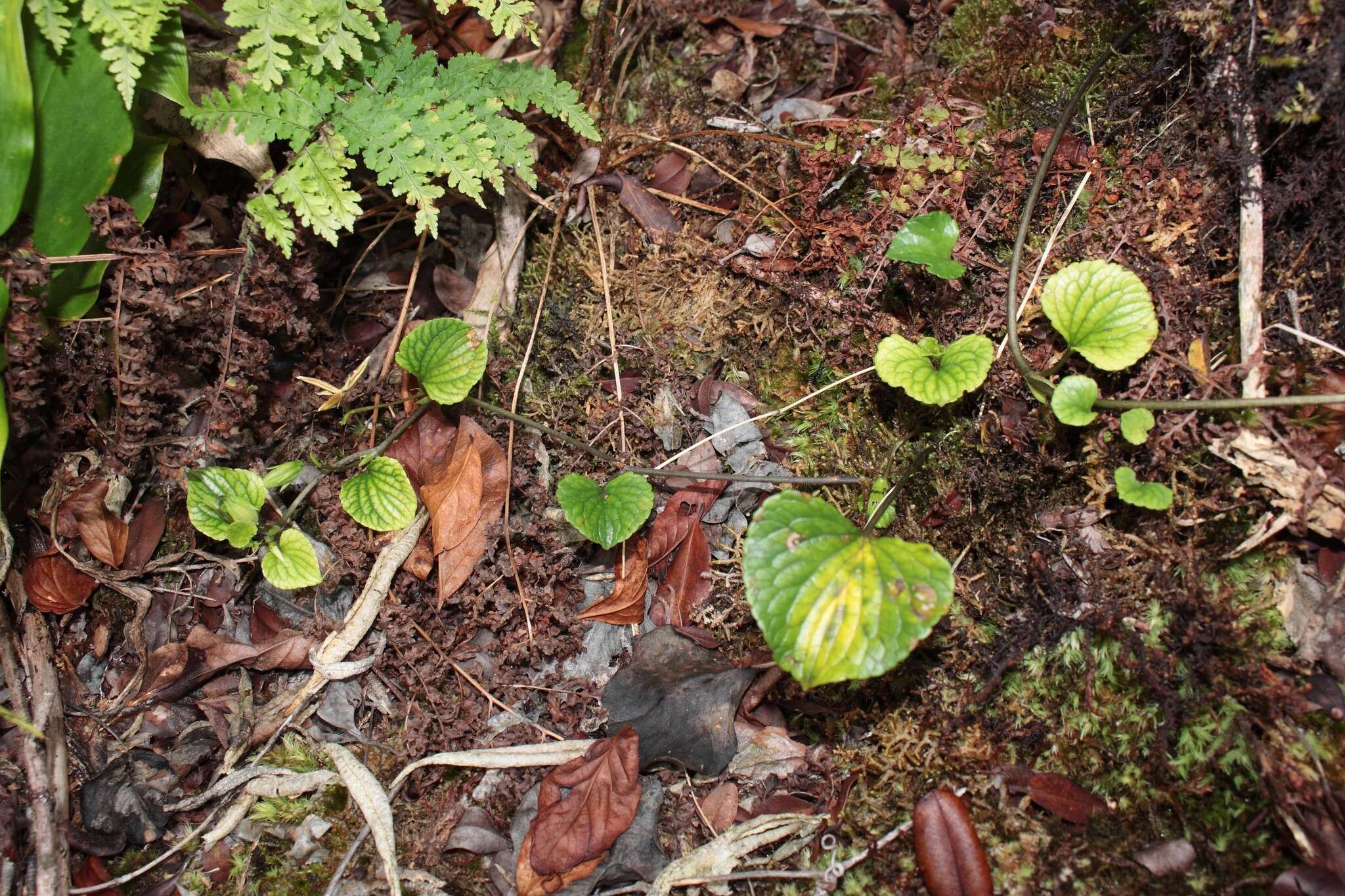 Image de Viola kauaensis A. Gray