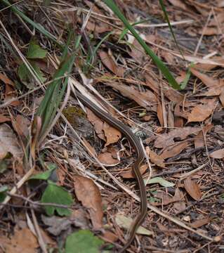 Image of Gaige's Pine Forest Snake