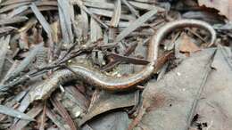 Image of Santa Lucia Mountains Slender Salamander