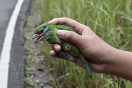 Image of Moustached Barbet