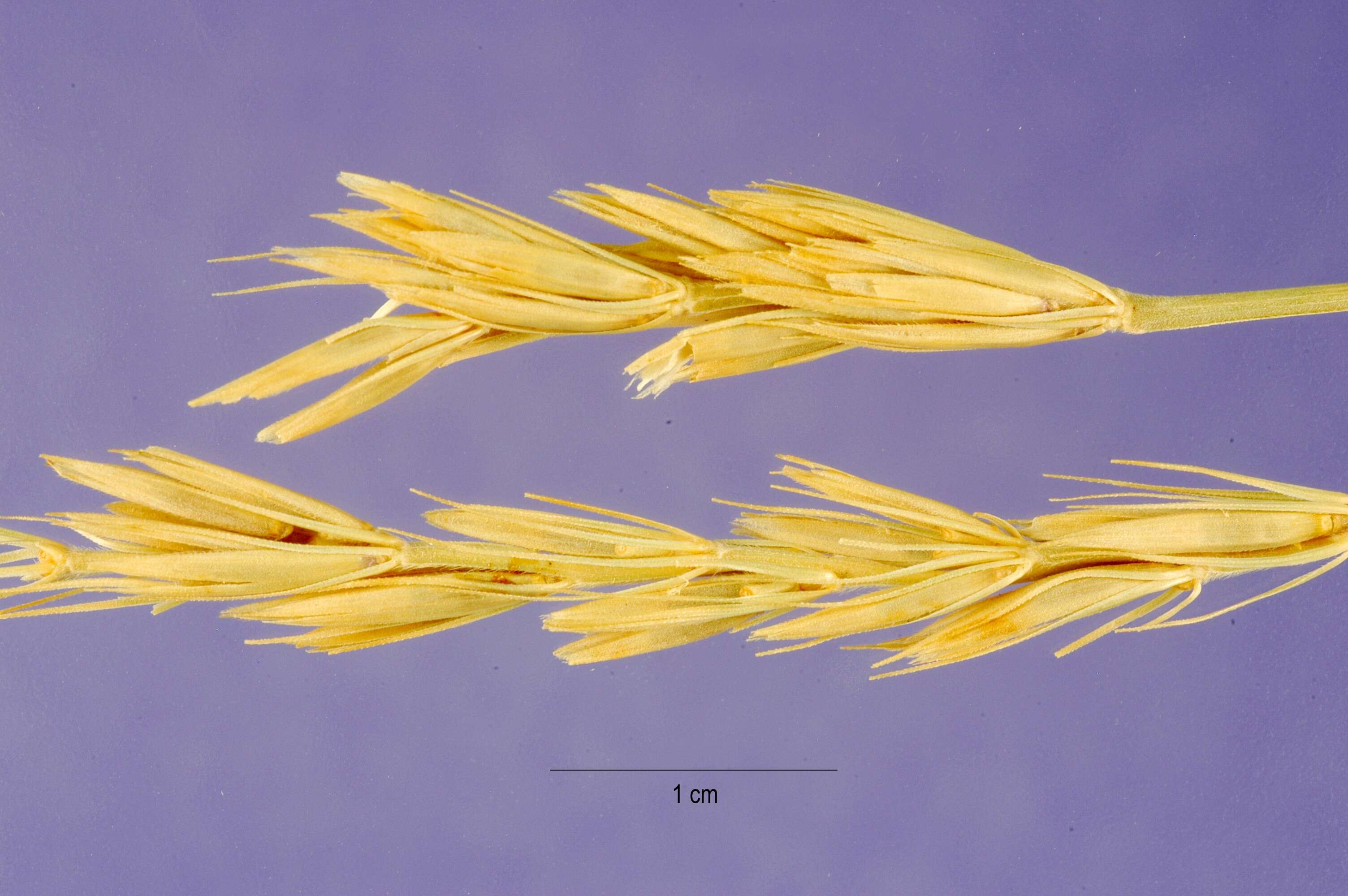 Image of giant wildrye