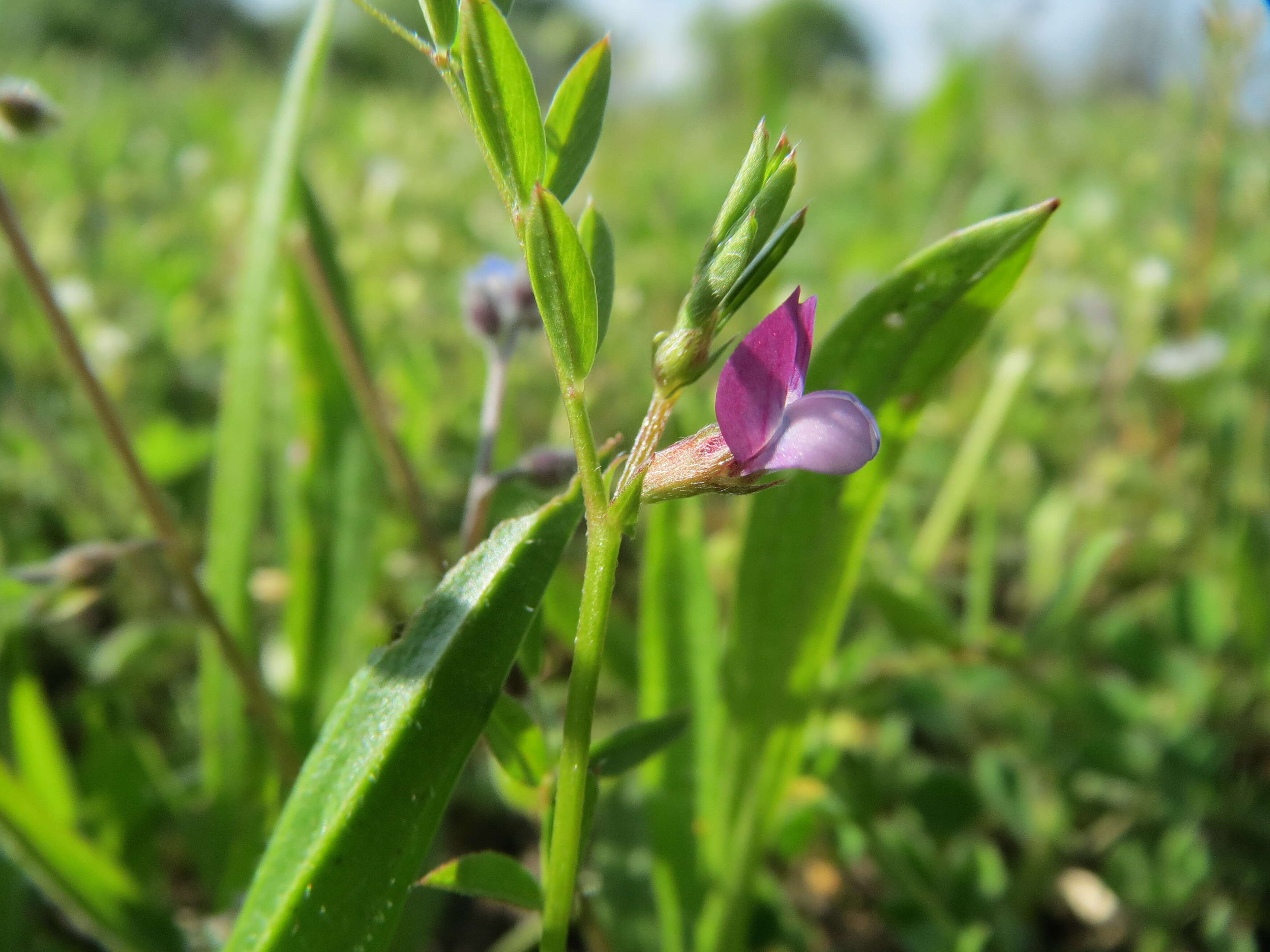 Image of spring vetch