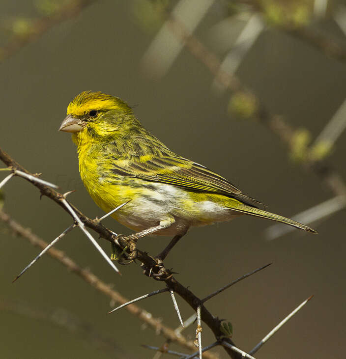 Image of White-bellied Canary