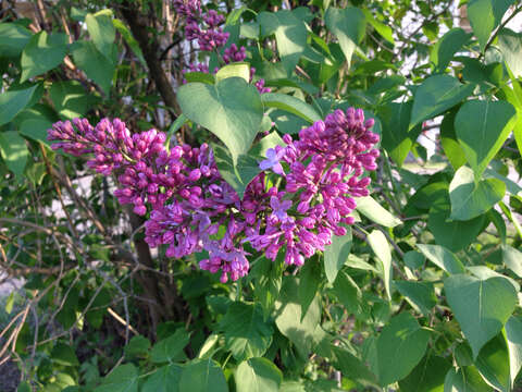 Image of Common Lilac
