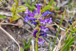 Image of Penstemon heterodoxus var. heterodoxus