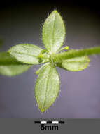 Image of piedmont bedstraw