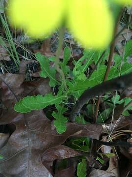 Image of Florida greeneyes