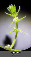 Image of piedmont bedstraw