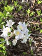 Imagem de Rhododendron alabamense Rehder