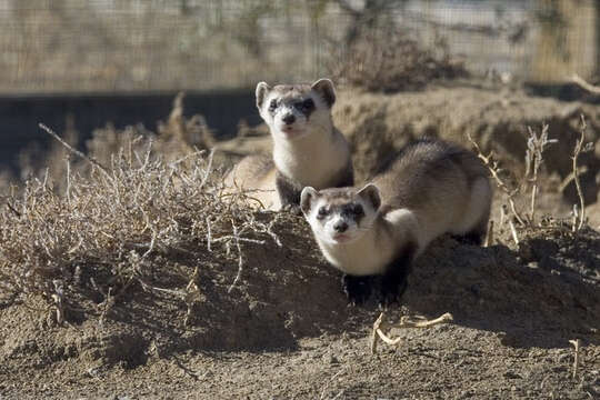 Image of Black-footed Ferret