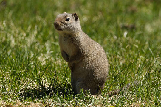 Image of Uinta ground squirrel