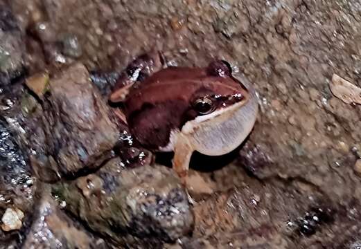 Image of Minervarya frog