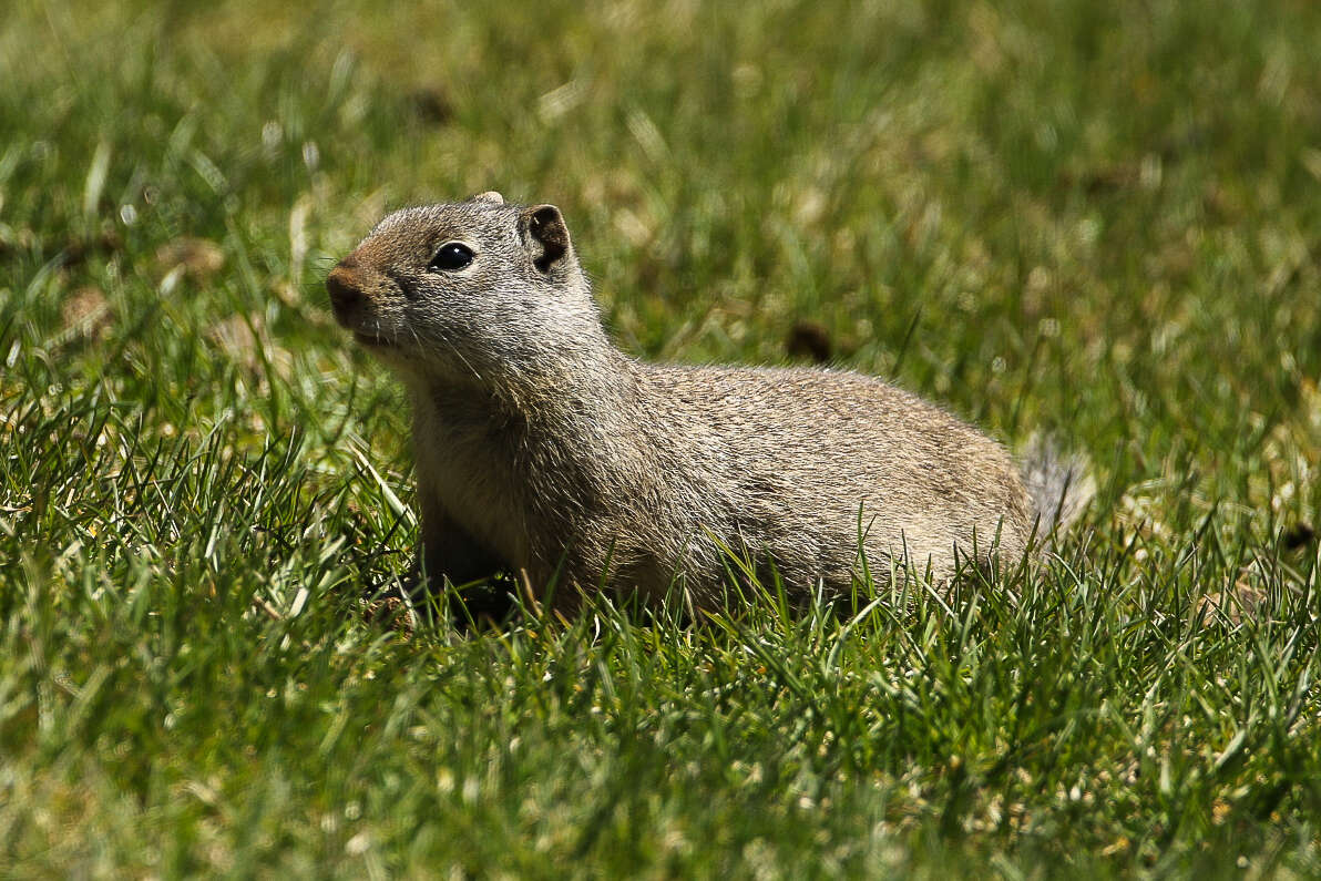 Image of Uinta ground squirrel