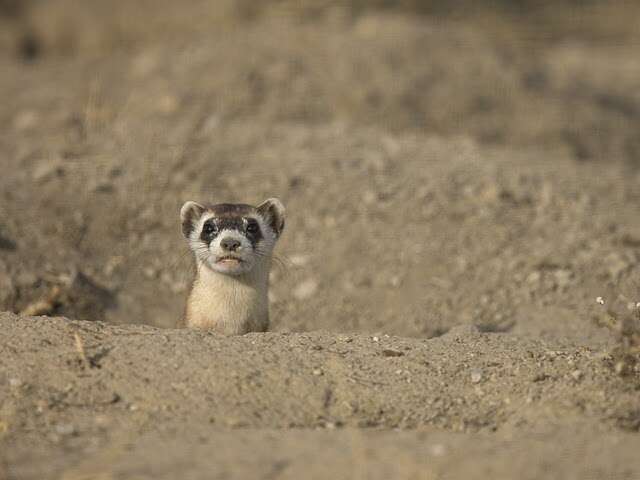 Image of Black-footed Ferret