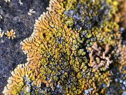 Image of orange lichen