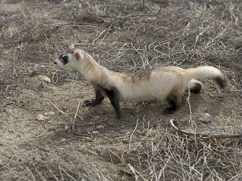 Image of Black-footed Ferret