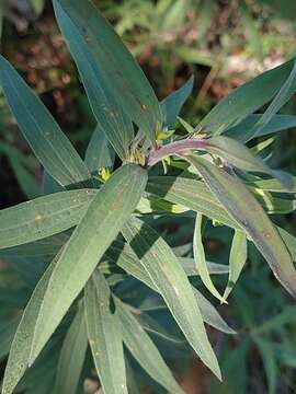 Image of Julia's goldenrod