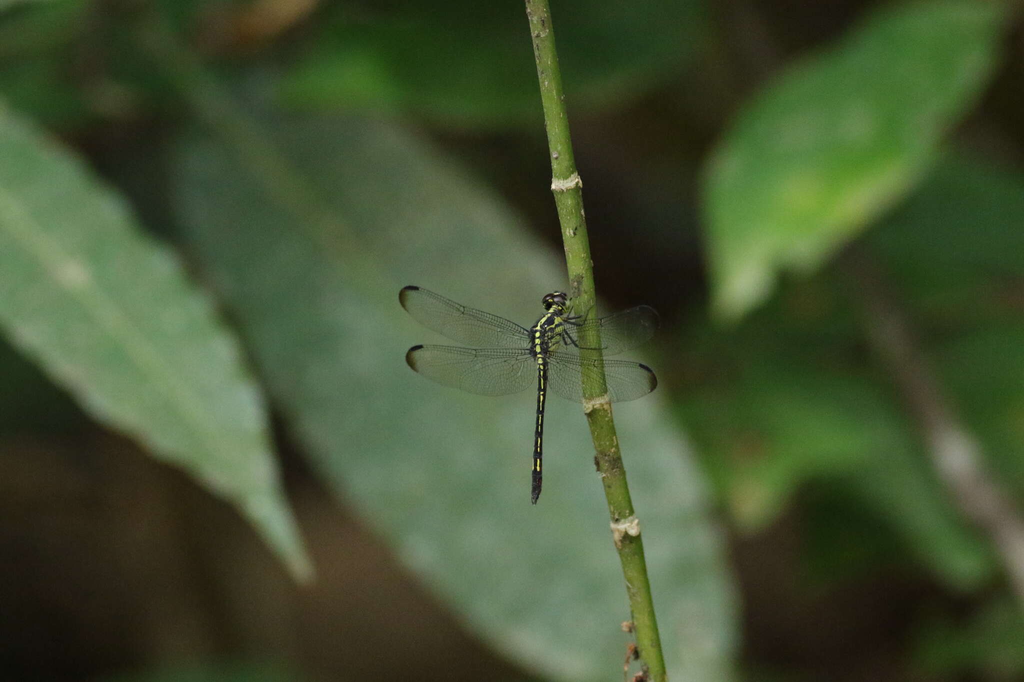 Hadrothemis infesta (Karsch 1891) resmi