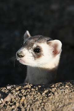 Image of Black-footed Ferret