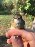 Image of Stub-tailed Spadebill