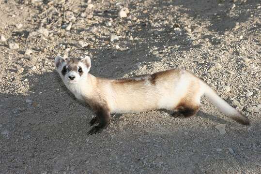 Image of Black-footed Ferret